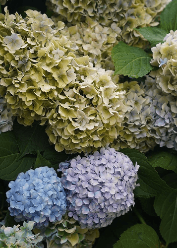 Hortensias en fleurs en lumière naturelle